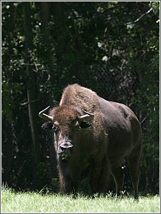 Bison at Charles Towne Landing