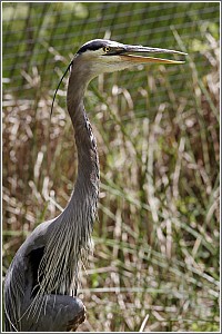 A Blue Heron at Charles Towne Landing