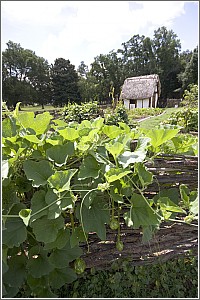 Crop Garden at Charles Towne Landing