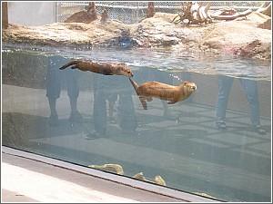 Otters