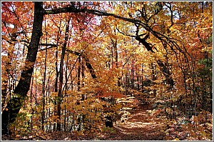 Fall Foliage at Caesars Head
