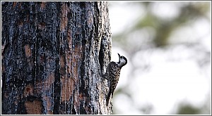 A Red-Cockaded Woodpecker