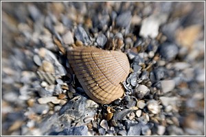 Shelling at Edisto Beach
