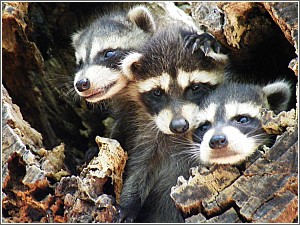Baby Raccoons at Edisto