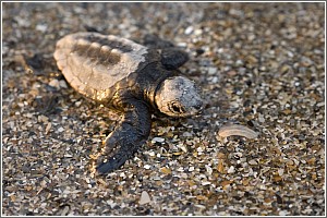 Loggerhead Hatchling at Edisto Beach