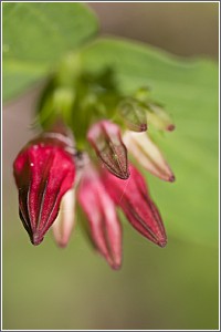 Wildflowers Bloom at Givhans Ferry