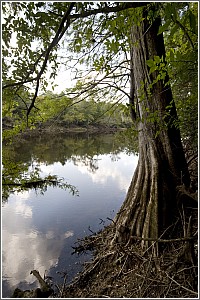 The Edisto River at Givhans Ferry
