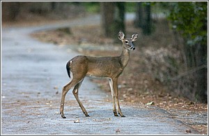 White-tailed Deer