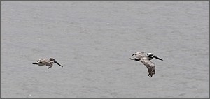 Brown Pelicans