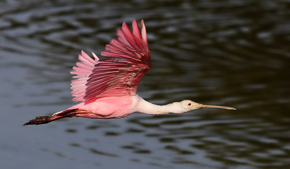 Roseate Spoonbill