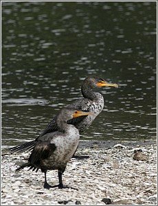 Cormorants