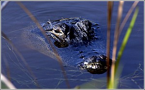 Alligator at Huntington Beach State Park