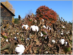 Cotton at Kings Mountain