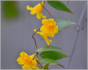 Yellow Jessamine the State Flower
