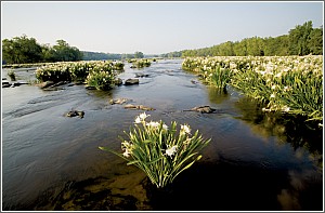 The Catawba River in Bloom