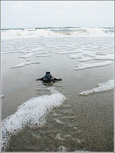 Loggerhead Hatchling at Myrtle Beach