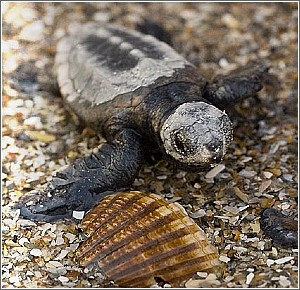 Loggerhead Hatchling at Myrtle Beach