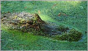 An Alligator Surfaces at Goodale