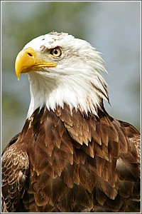 Bald Eagle at Santee