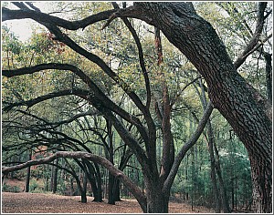 Live Oaks at Sesquicentennial