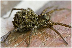 Wolf Spider and Babies